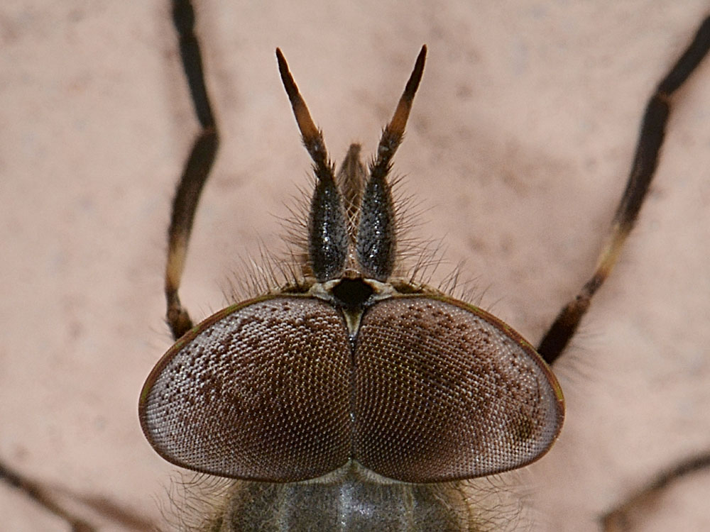 Haematopota maschio?